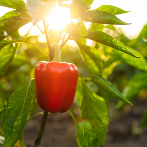 photograph of a california wonder 380840 edt