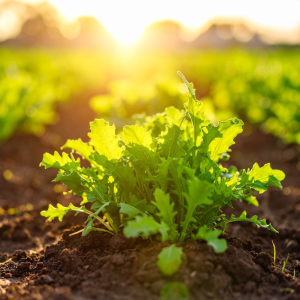 photograph of arugula growing an 380840 g7f