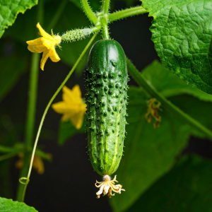 photograph of boston pickling cu 380840 Q6u