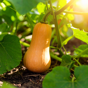 photograph of butternut squash g 380840 qDH