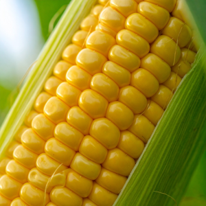 photograph of golden bantam corn on ear 435366
