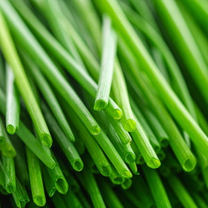 photograph of herb chives growin 174893 0I8