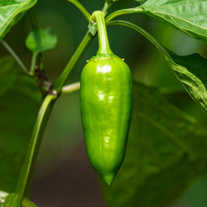 photograph of jalepeno early hot 380840 nCE