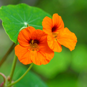 photograph of nasturtium alaska 174893 D2r