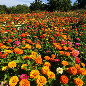 photograph-of-zinnia-California-giant-mix-growing-76562-1.webp