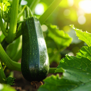 photograph of zucchini black beauty growing 380840