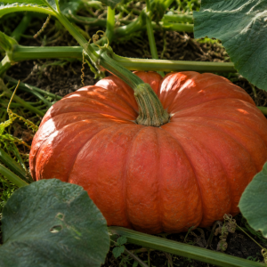 photgraph of cinderella pumpkin growing