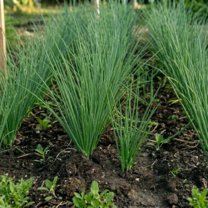 photograph of bunching onion, tokyo long white growing