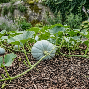 photograph of Jarrahdale Pumpkins growing